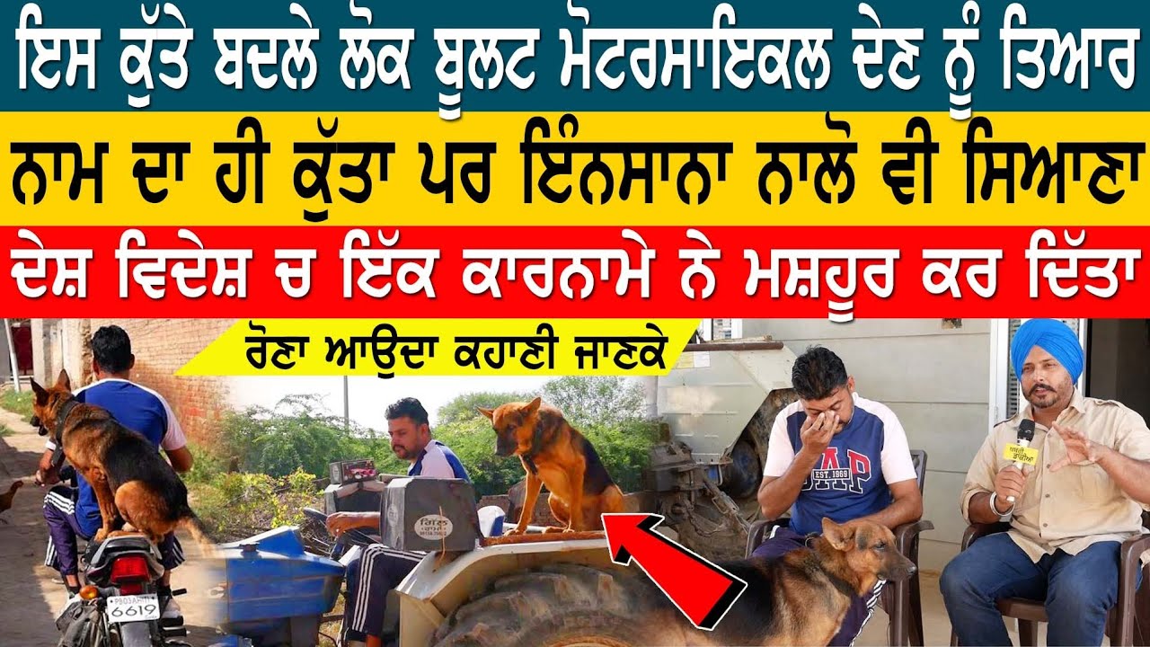 ਕੁੱਤਾ ਹੀ ਨਾ ਸਮਝ ਲਿਓ ਇਸਨੂੰ ਲੈਣ ਲਈ ਲੋਕ ਲੱਖਾਂ ਰੁਪਏ ਦੇਣ ਨੂੰ ਤਿਆਰ | ਗੁਣ ਸੁਣਕੇ ਉੱਡ ਜਾਣਗੇ ਹੋਸ਼ Khabri Dakia