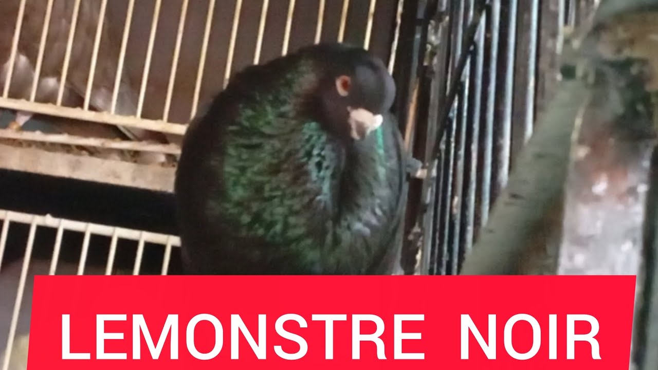 حمام السيفيانوس# الأصيل...# 🔥✅🇲🇦🇪🇦🇫🇷🇱🇷🇸🇾🇾🇪💓👑💪👍👍#pigeon #birds #المغرب#🕊️ 