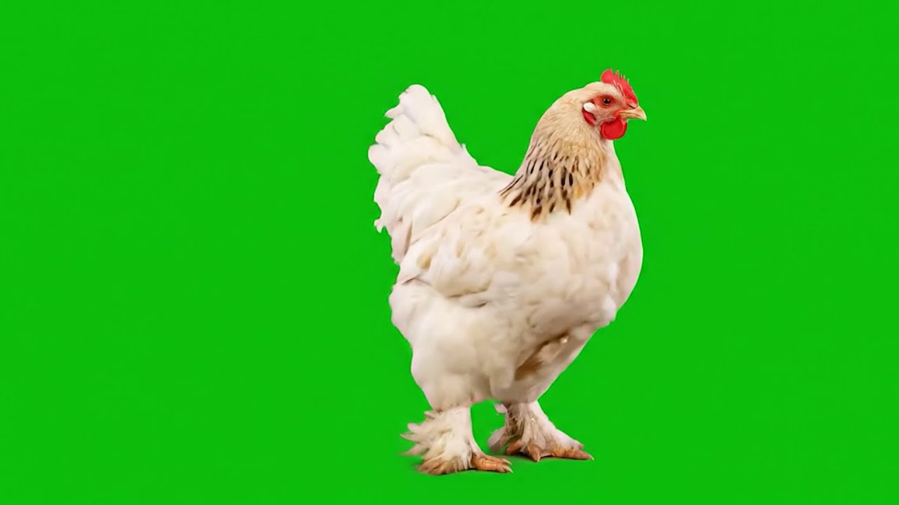 🐔 VFX Green Screen – 4 Hilarious Chicken Variations in 2K