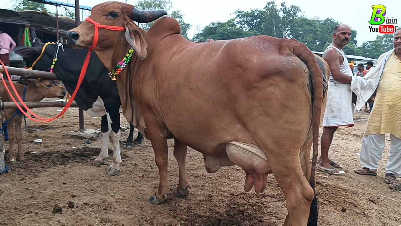 बिहार में देसी गाय की सबसे अच्छी मंडी | Pashu Mandi |Chausa Mandi 2024 | Cow for Sale | Bipin Singh