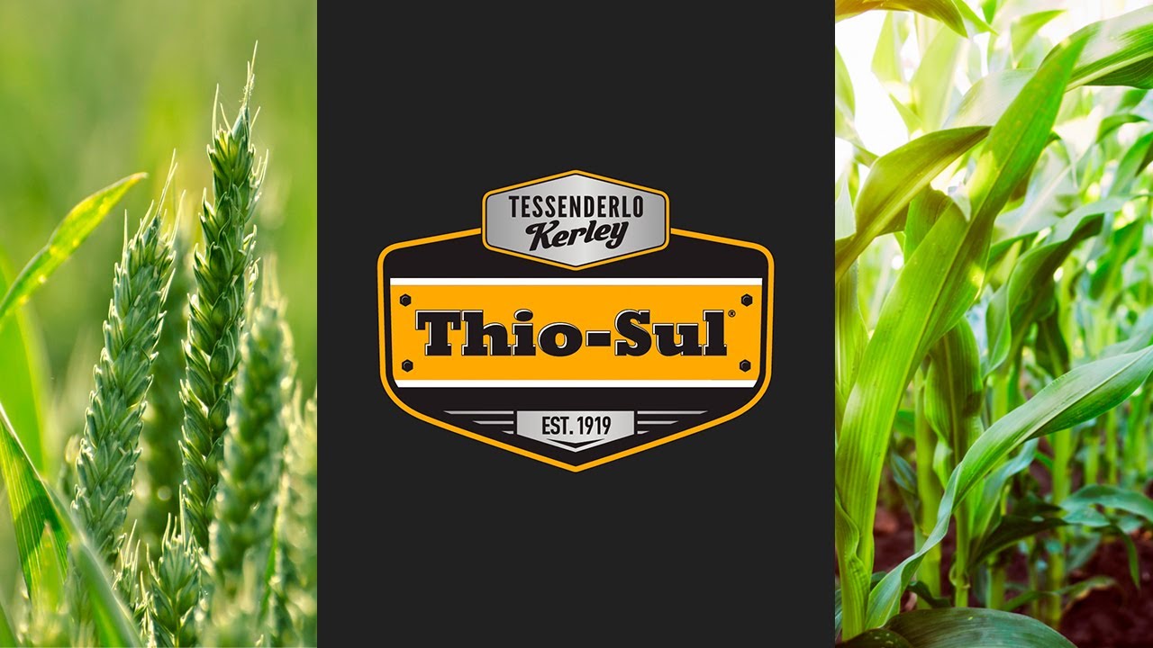 Thio-Sul® (розчин тіосульфату амонію) - рідке азото-сірчане добриво від Tessenderlo Kerley