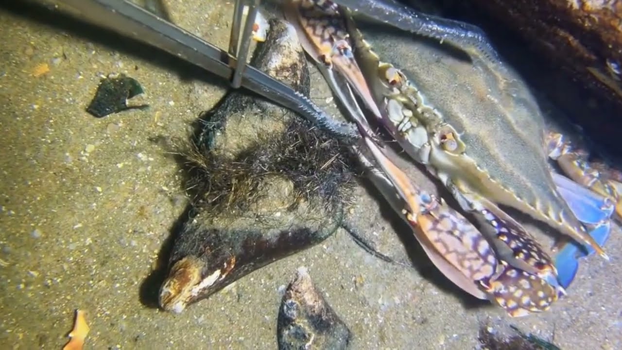Diving to catch squid, shrimp, eel, crab, lobster, Octopus, stingray, snail / Seafood 2026