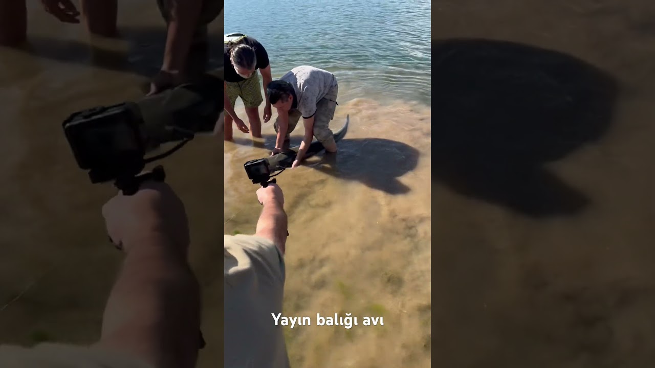 Yayın balığı avı                                             50 kiloluk yayın balığı 🐟 #keşfet
