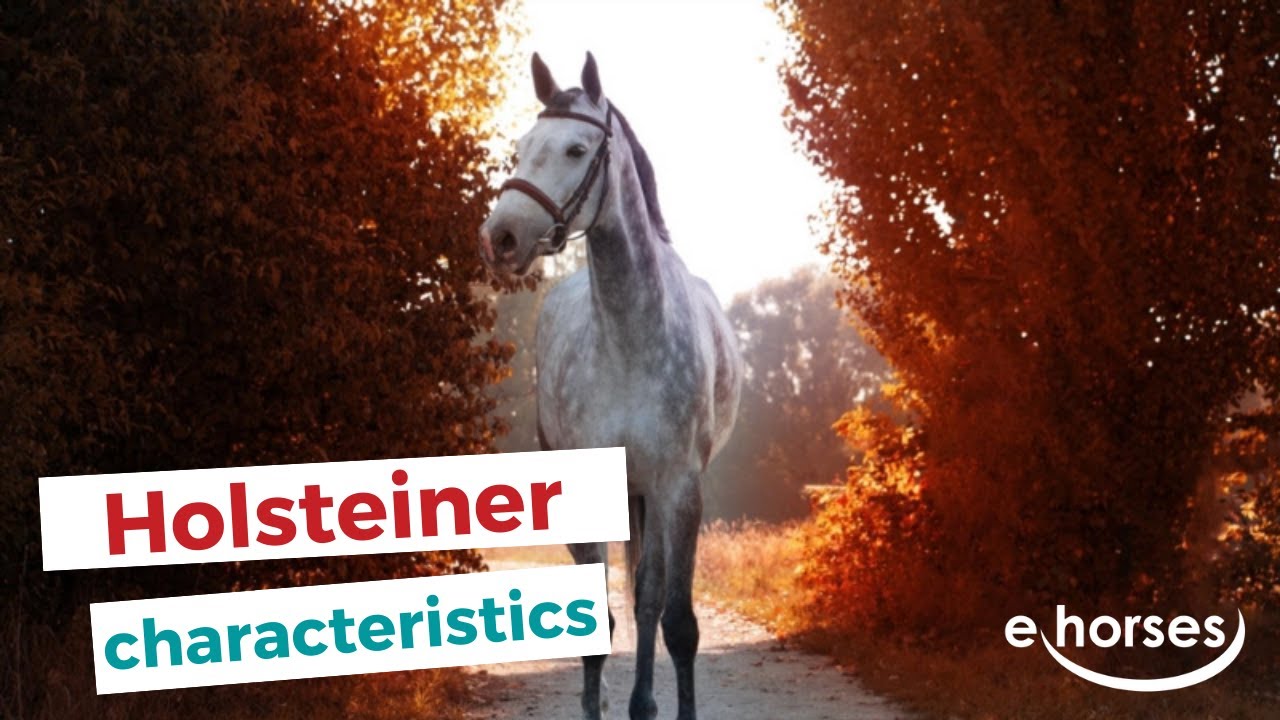 Holsteiner | characteristics, origin & disciplines