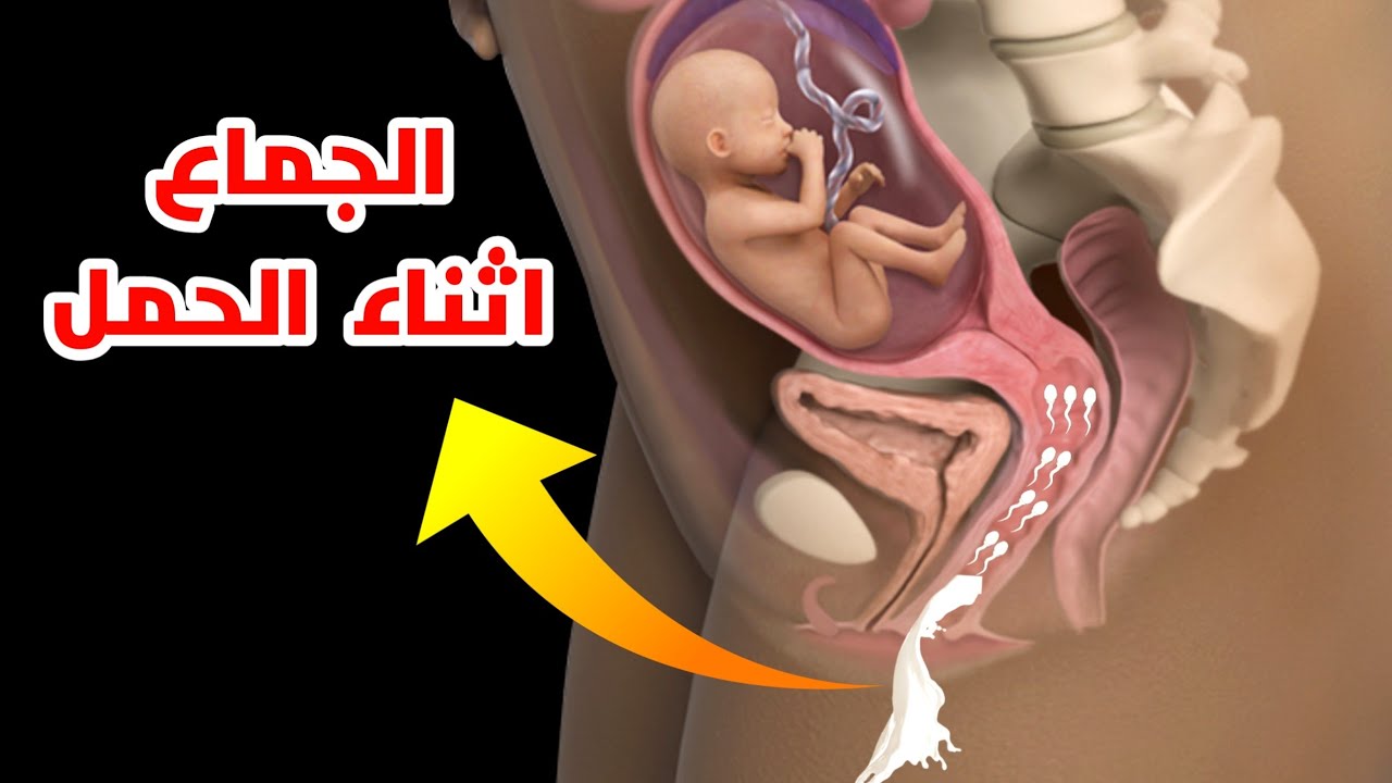 شاهد اين يذهب السائل المنوي في المرأة الحامل_Intercourse during pregnancy