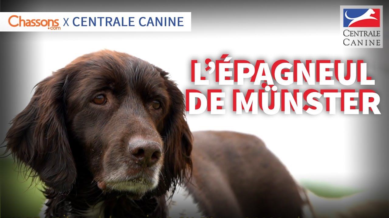 L'ÉPAGNEUL DE MÜNSTER - Chassons x Centrale Canine