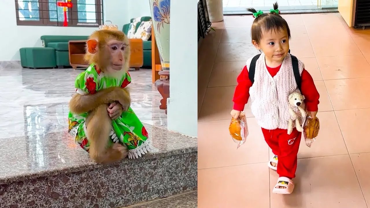 Monkey Kaka sat on the stairs waiting for Diem to come home from school.