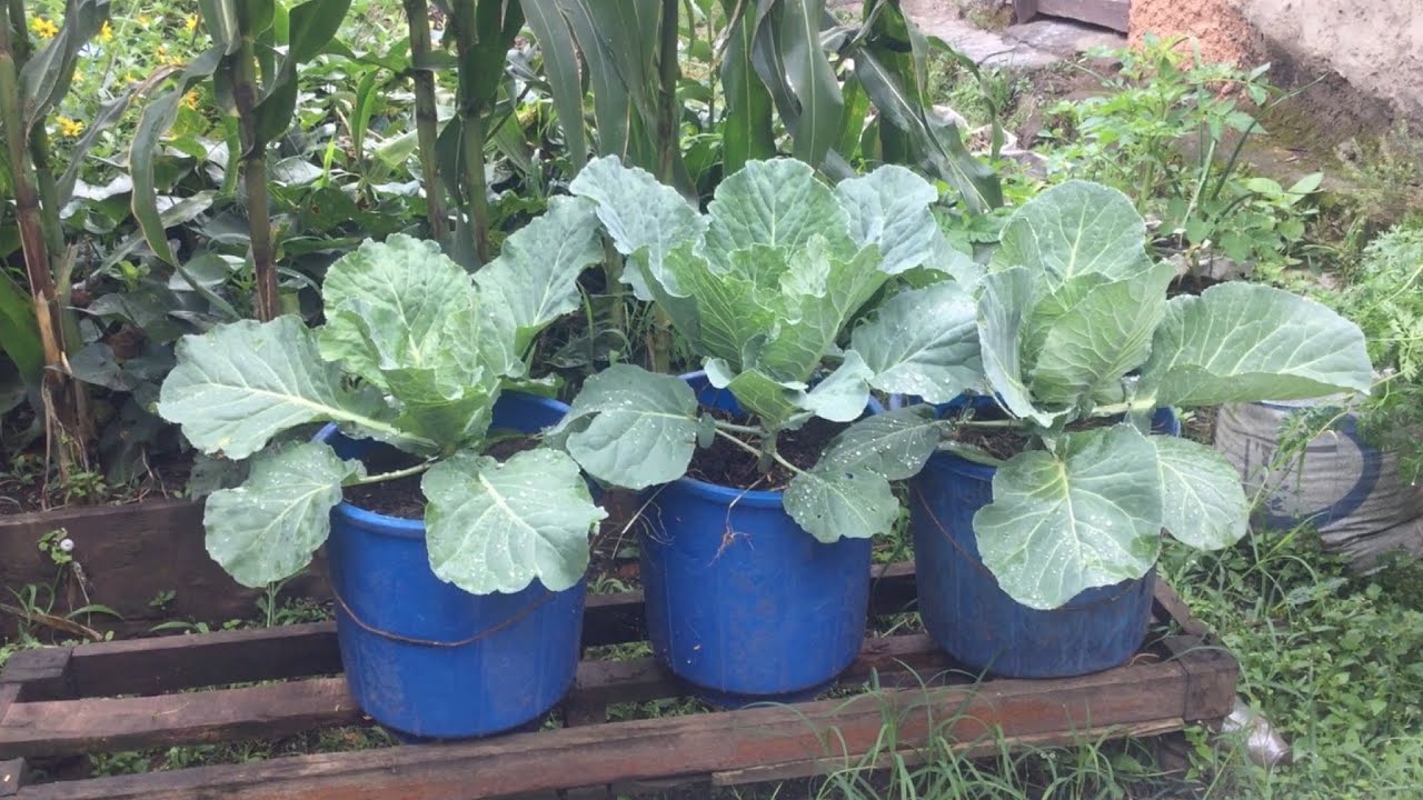 ቀላል የጥቅል ጎመን አመራረት | How to Grow Cabbage | Cabbage Harvesting