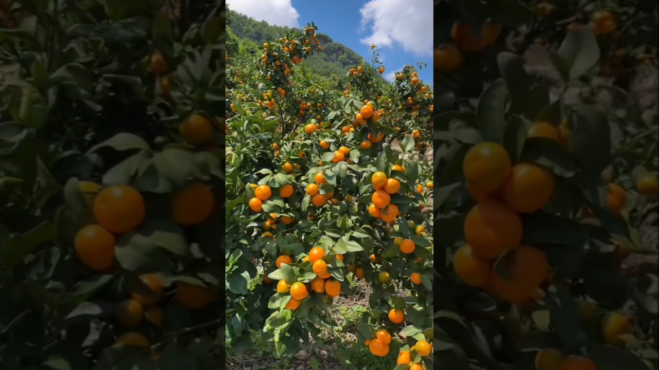 #fruits #orange #juicy #music #guitar #cover #trending #sound #colour #nature 🍊🍊