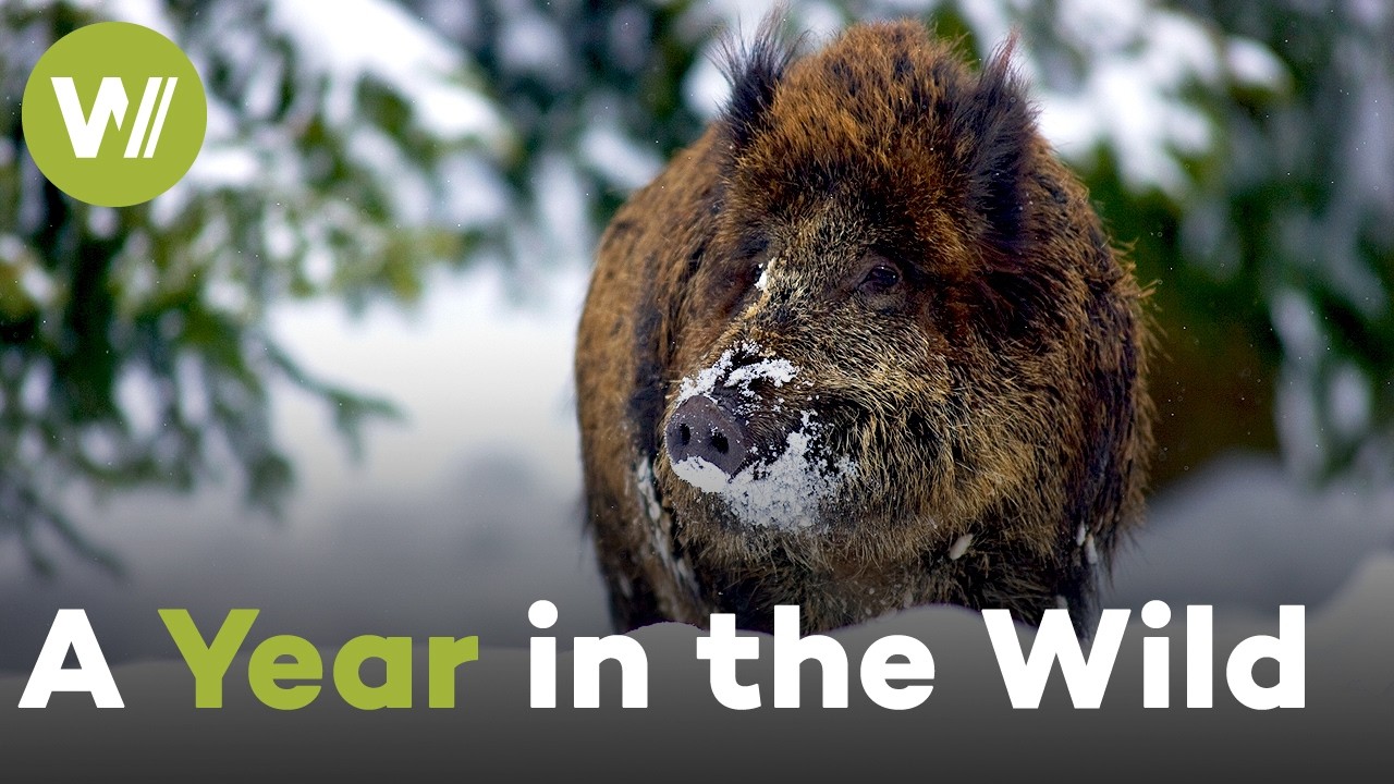 How Animals Survive the Changing Seasons: Winter, Spring, Summer & Autumn in the Wild (2020)