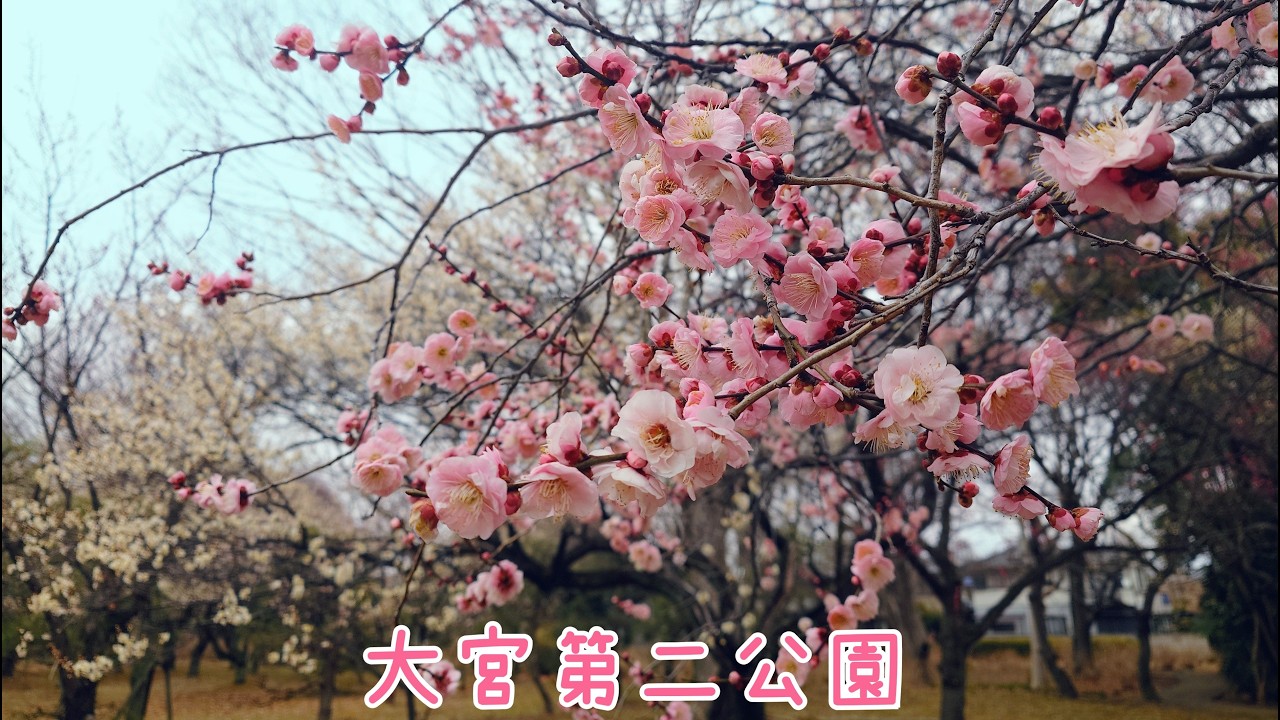 20260217 大宮第二公園🌺見頃の梅