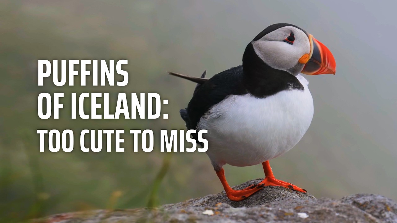60% of the World's Puffins Live Here - Iceland Puffin tours by Arctic Adventures