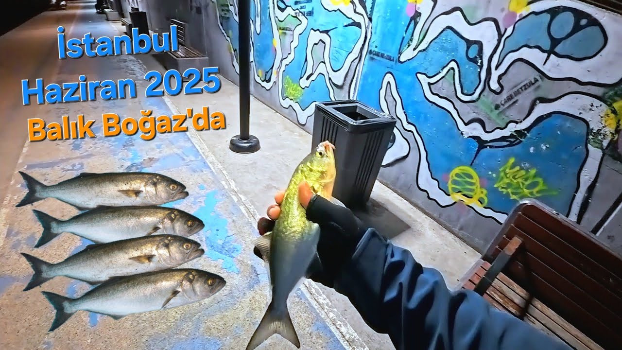 BOĞAZ'DA Spin ile SARIKANAT LÜFER - İSTANBUL HAZİRAN 2025