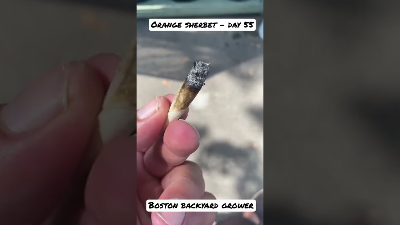 Boston Backyard Grower | Orange Sherbet Day 55 #FastBuds #Autoflowers #shorts