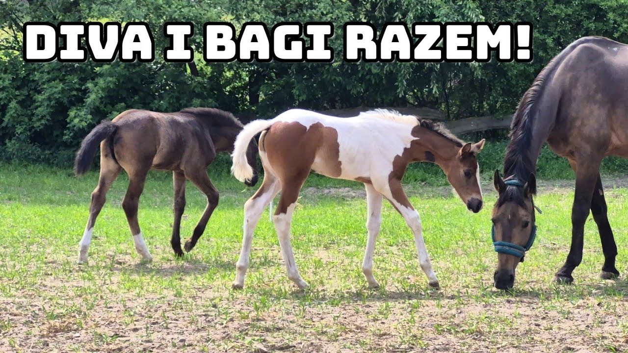 BAGIETKA I DIVA NA WYBIEGU / DIVA MA CZAPRAK!