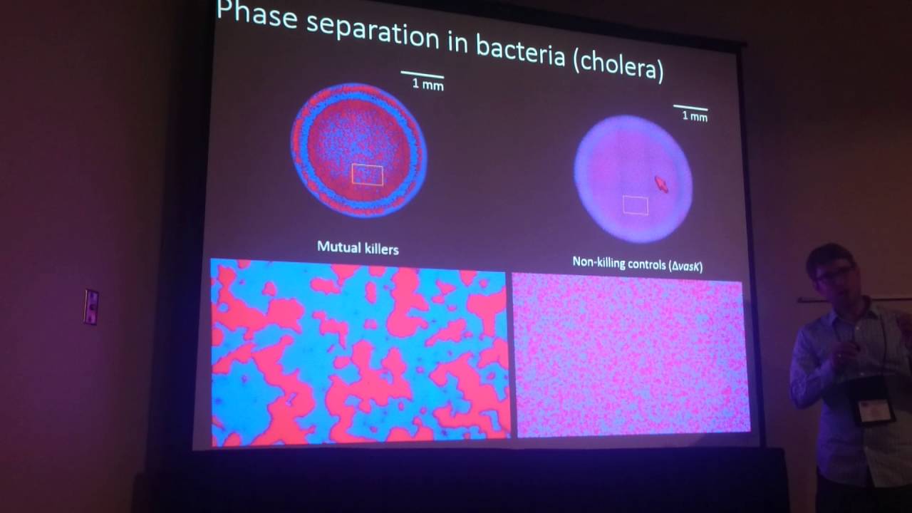 Ratcliff:Bacterial warfare and the evolution of cooperation