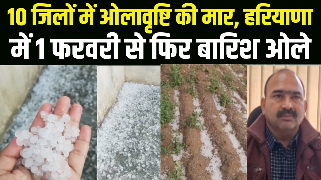 Haryana में 10 जिलों में ओले ने किया नुक्सान | प्रदेश में 1 फरवरी से दिखेगा फिर यही दबाव | Weather