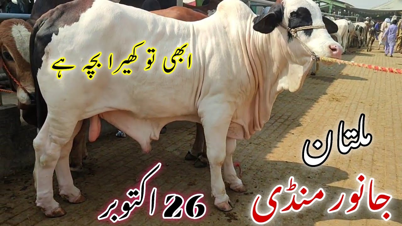 Abi to kheera bachaa hae || Hussan ka Shahzada Gulabi Cholistani Bachraa || Qurbani 2026