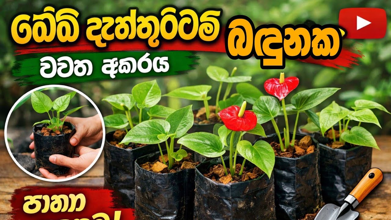 Anthurium Baby Plants Grow කරන ලේසි මාර්ගෝපදේශය (Sinhala) ඈන්තුරියම්  බදුන් තුල වගා කරමු ♥️