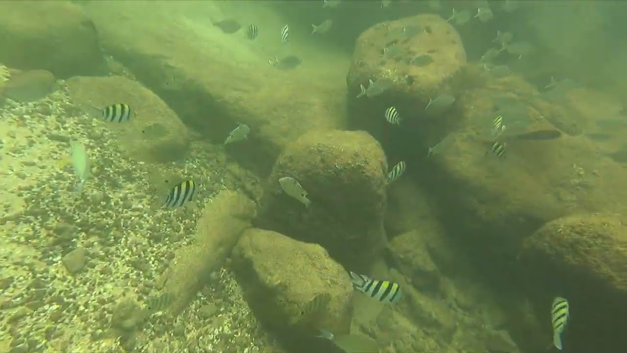 Snorkeling Lydgate Beach Kauai