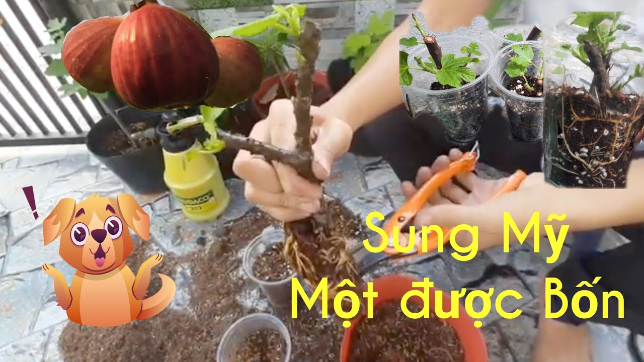 1 cành chiết sung mỹ  tách được 4 cây thật đơn giản - Thầy Tình || one tree splits into four