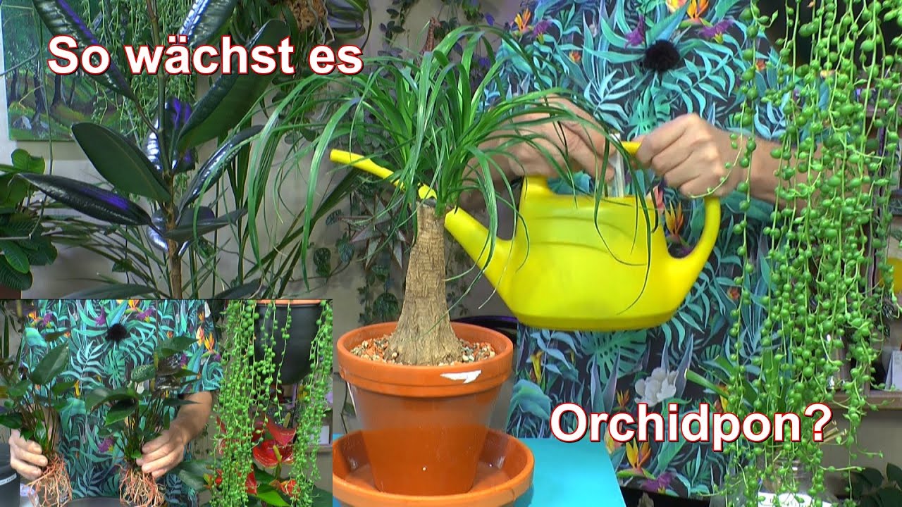 Phalaenopsis Anzucht Pflege, Spuckpalme Vermehrung Einpflanzen, Flamingoblume umpflanzen, Kannenpfl