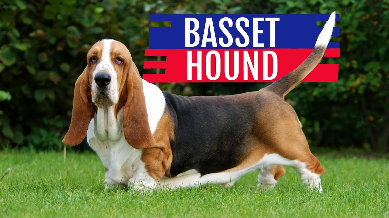 Cino Raça: BASSET HOUND