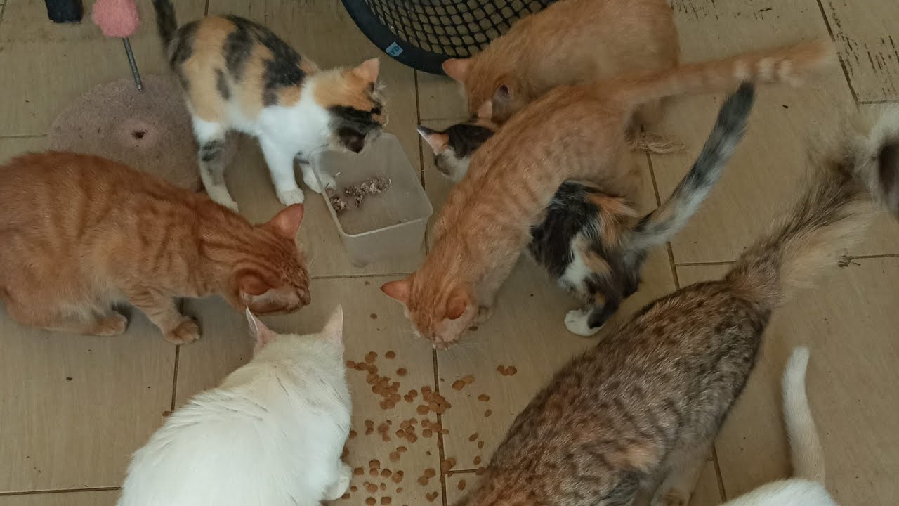 Cats & kittens are 876 & 785 & 711 & 628 & 527 & 510 & 462 & 386 & 271 & 233 & 133 &293 &227 &125&91
