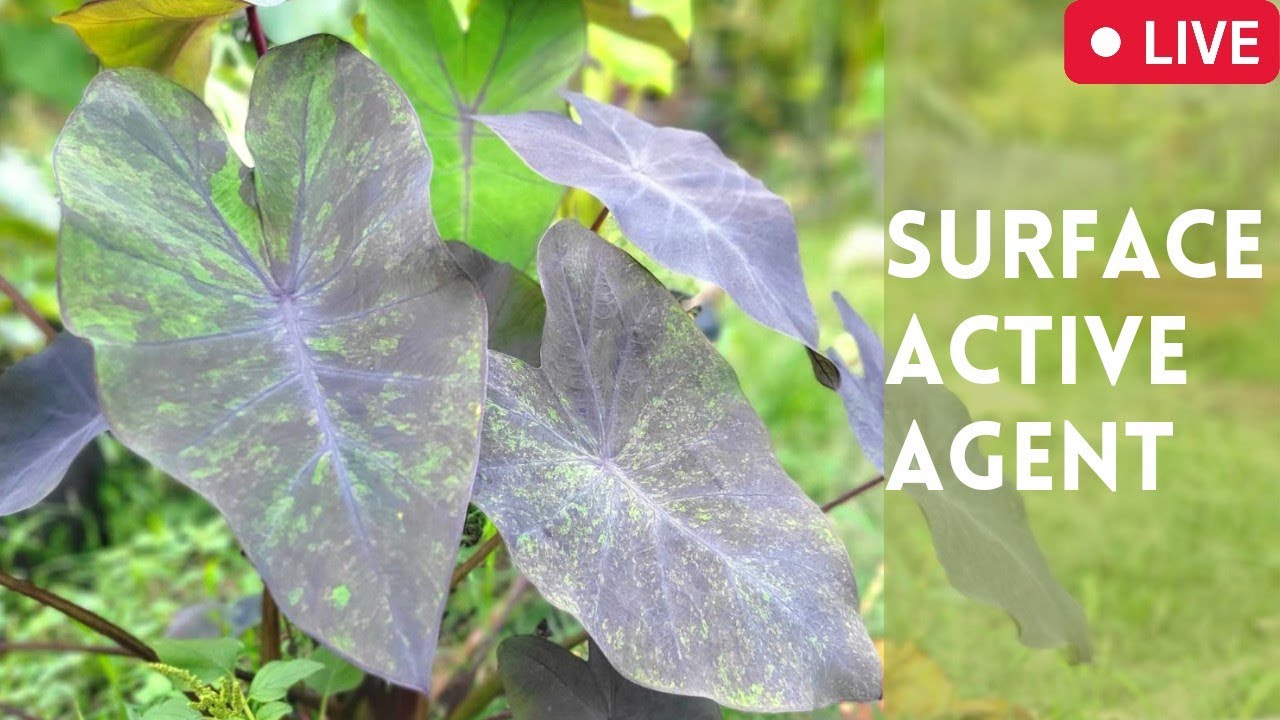 Houseplant Trends 2022! Colocasia Black Magic Colocasia pests control, Thailand @thefirstplant