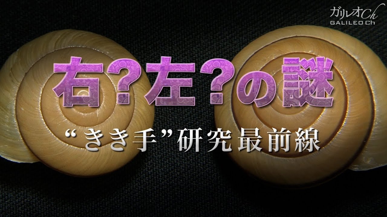 【右と左の不思議】右？左？の謎　“きき手”研究最前線 ｜ ガリレオX第69回