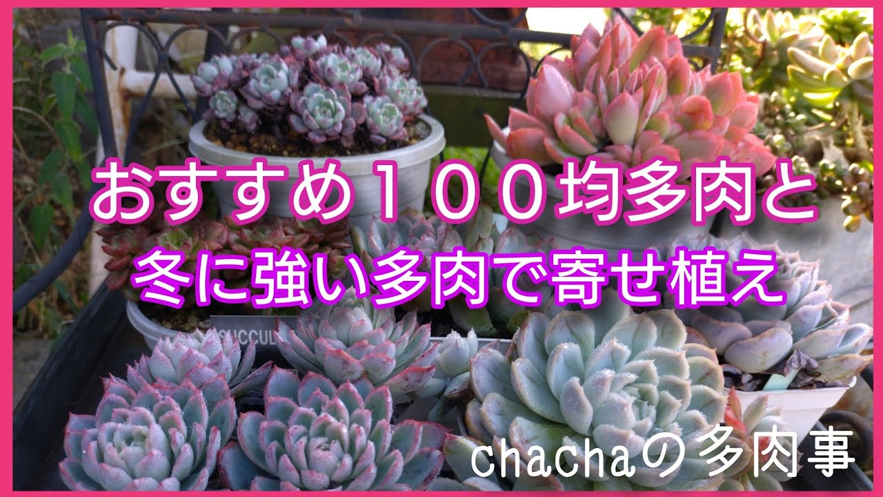 【多肉植物】おすすめ１００均多肉の紹介と冬に強い１００均多肉で寄せ植え作り🌱
