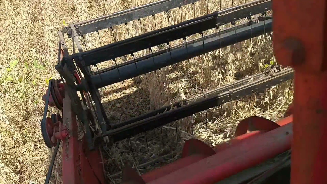 Colheita da soja!Massey Ferguson 310!Parte 1!