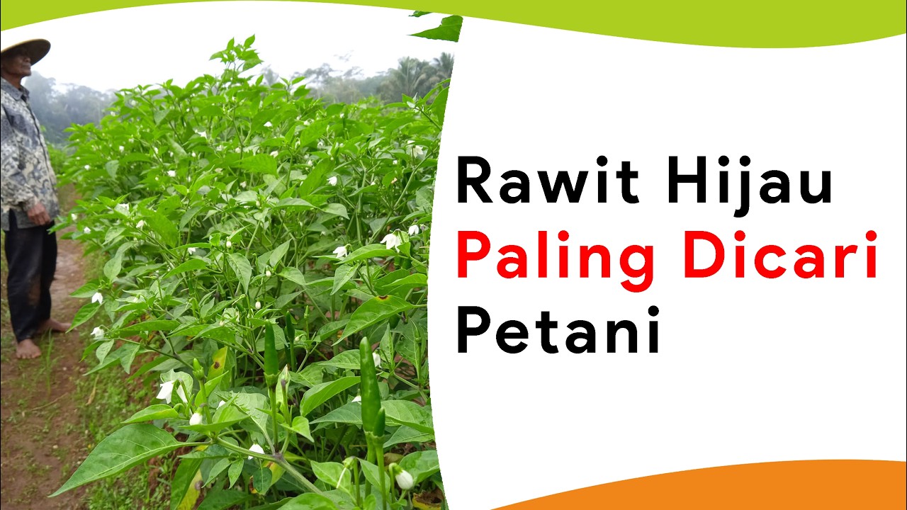 7 Benih Cabe Rawit Hijau Paling Banyak Dicari Petani 2024