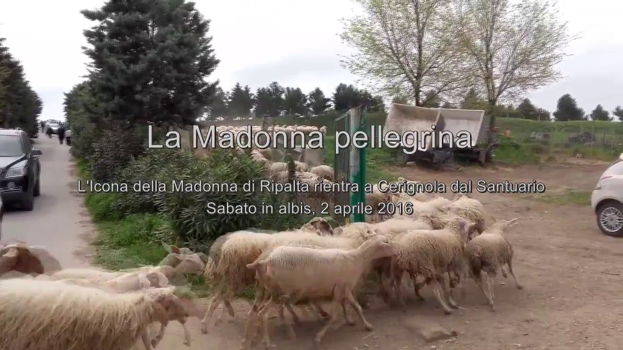 La Madonna pellegrina  (Highlights)
