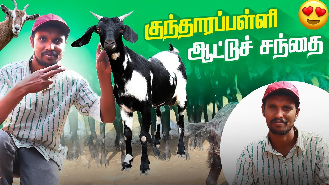 krishnagiri kundarapalli goat market |  கிருஷ்ணகிரி குந்தாரப்பள்ளி ஆடு சந்தை
