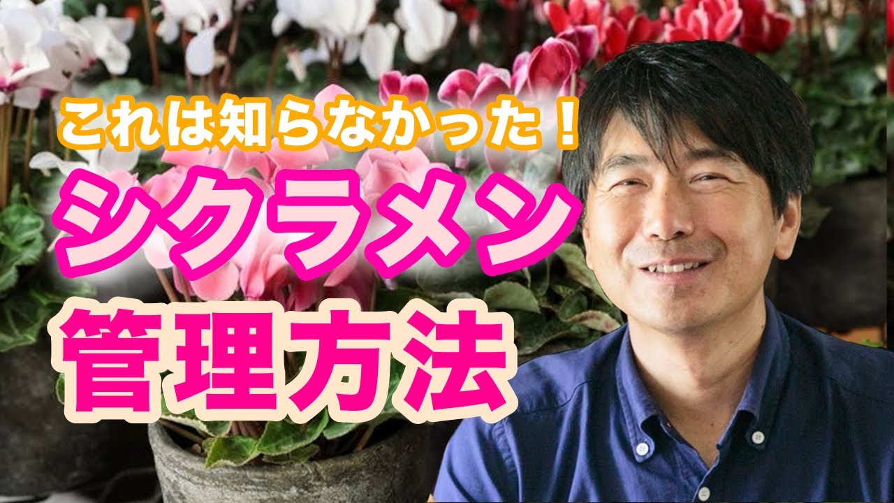 知らなかった！シクラメンの管理方法