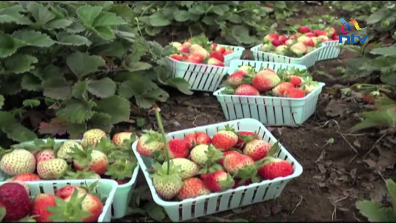 Strawberry farming #FoodFriday