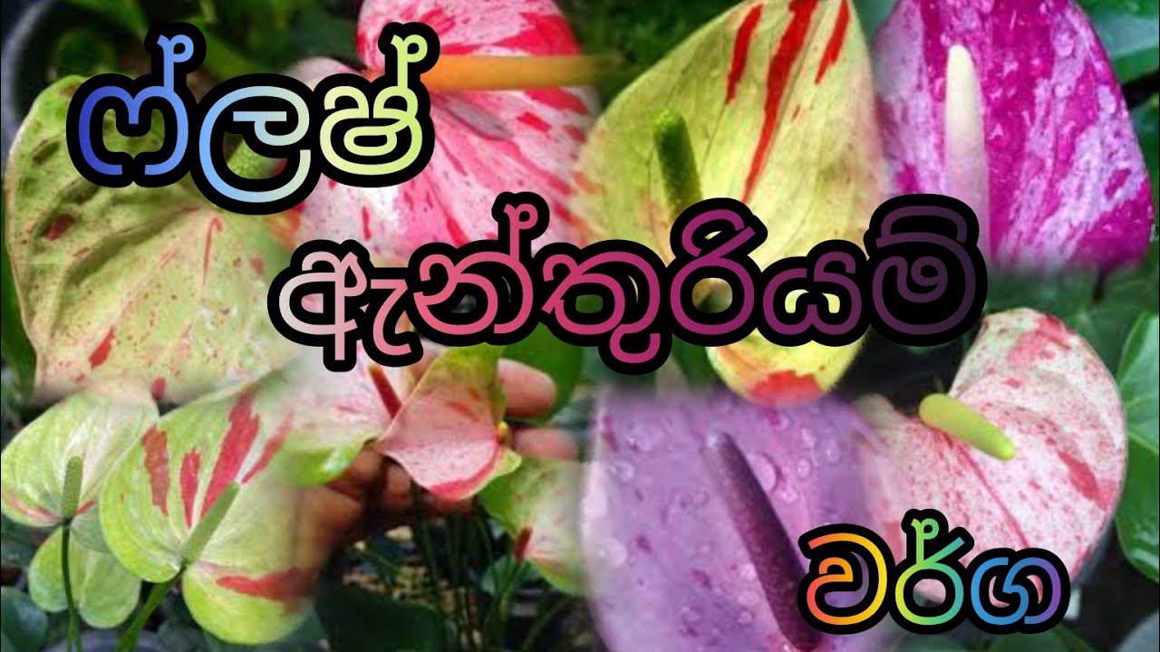 Why Flash Anthuriums Outshine Other Houseplants
