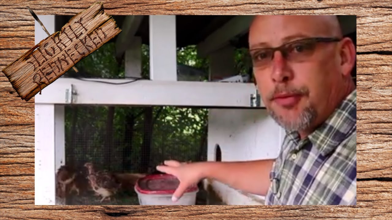 What is the Best Type of Coturnix Quail to Raise? - the SR Quail update 8-20-18