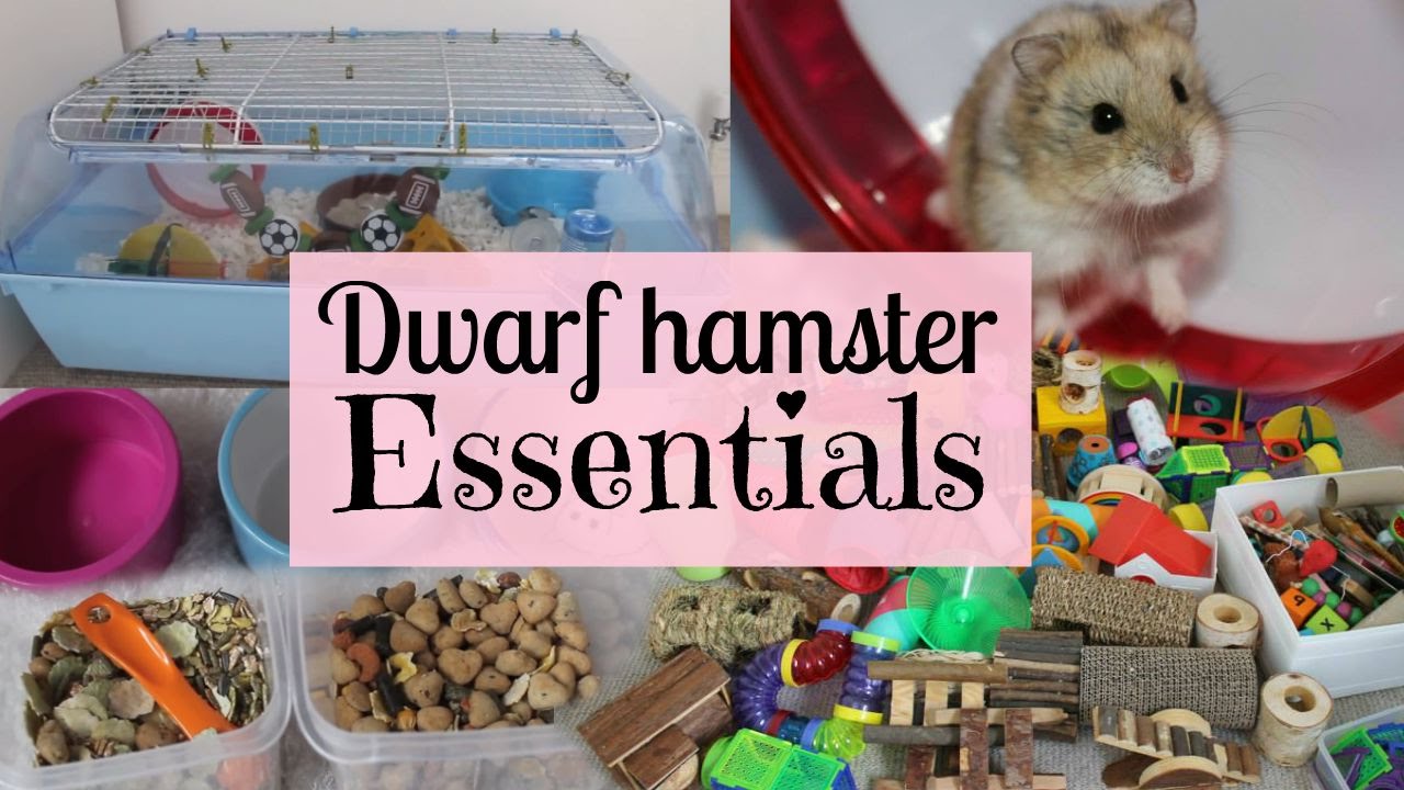 Dwarf Hamster Essentials