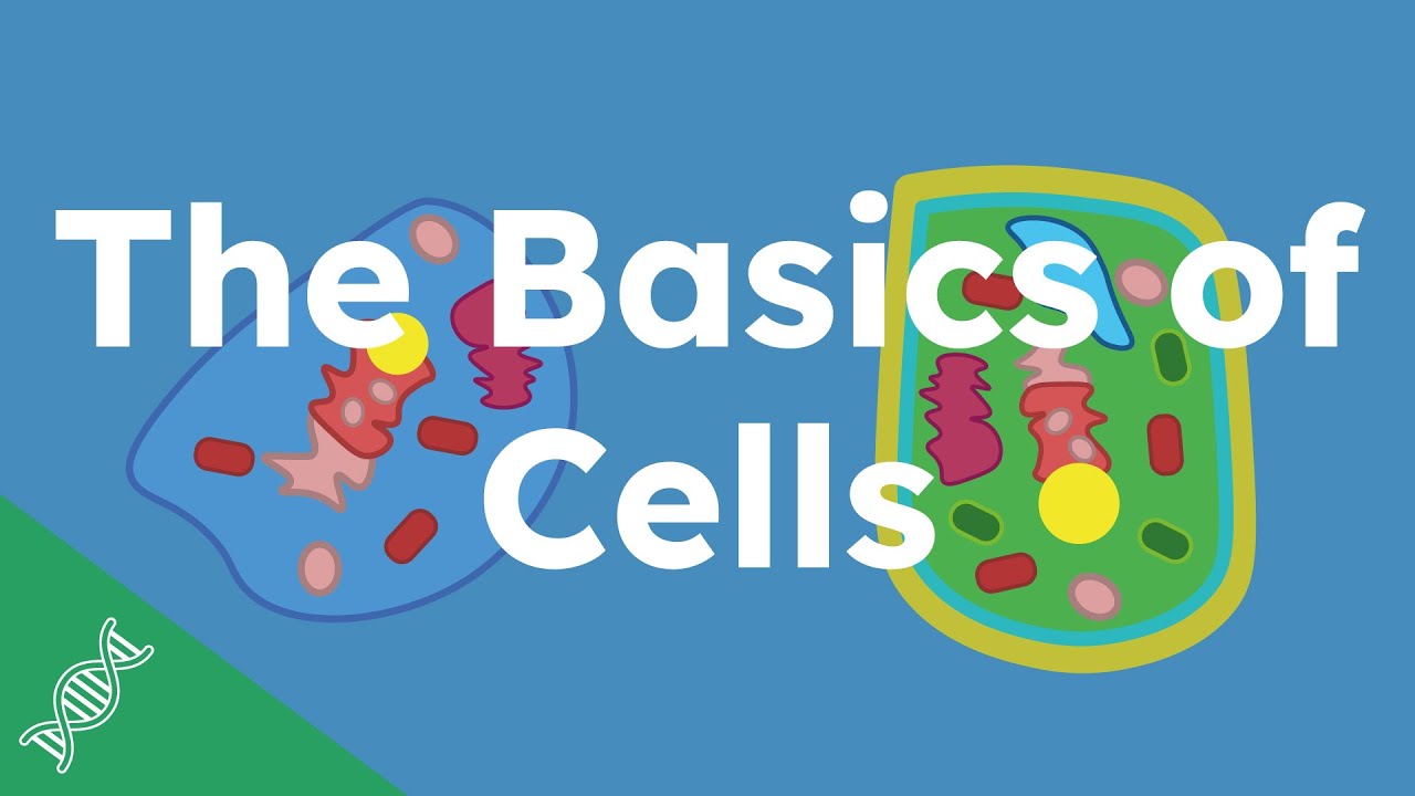 The Basics of Cells | Scribble Science