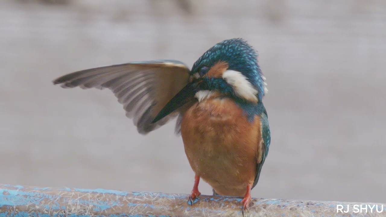 2025 FILMING BIRD EPISODE 28 KINGFISHER