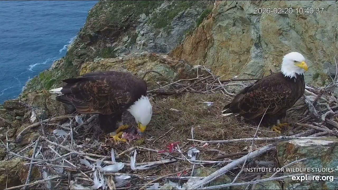 Bald Eagles Chase and Cholyn Get a Three For One Fish Buffet Meal THO 02/20/2026 explore.org