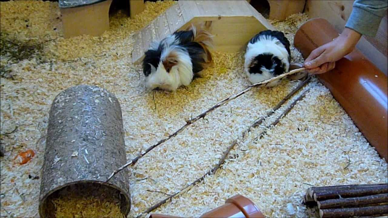 DIE BESTEN MEERSCHWEINCHEN TRICKS!!!