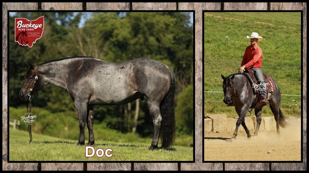 Lot# 28 Doc Watch Me Slide Offered By Buckeye Acre Farm @ The Socal Premier Horse Sale | Blue Roan