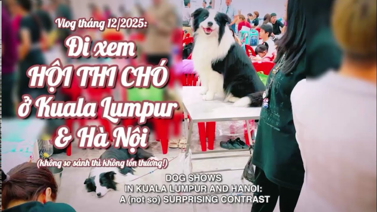 Hội thi chó ở Kuala Lumpur & Hà Nội: Không có so sánh thì... | Dog shows in KL & HN: NOTHING ALIKE?