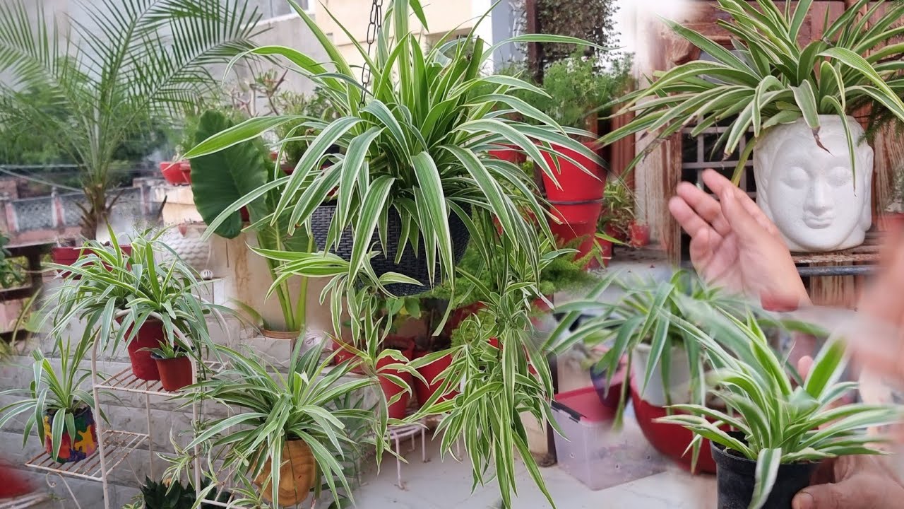 How to Grow and Care Spider Plant / Chlorophytum || Fun Gardening