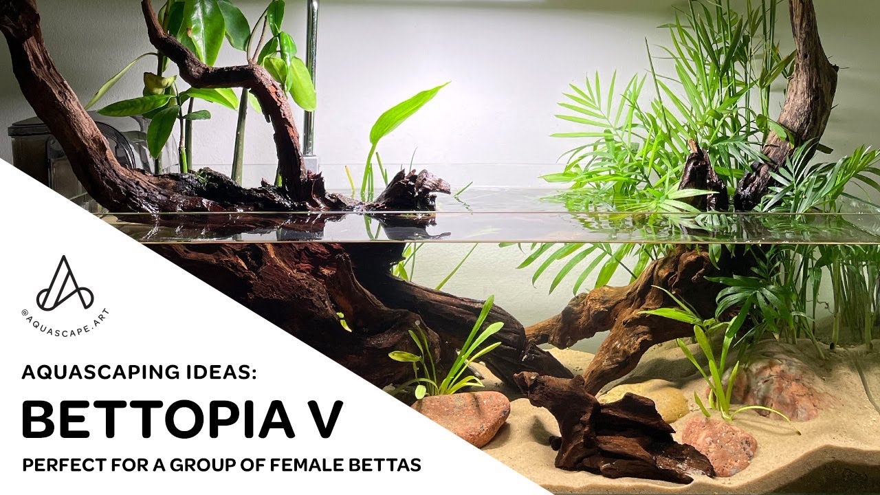 Aquascape Ideas: Shallow tropical pond-style riparium  w/ red mangrove perfect for betta fish