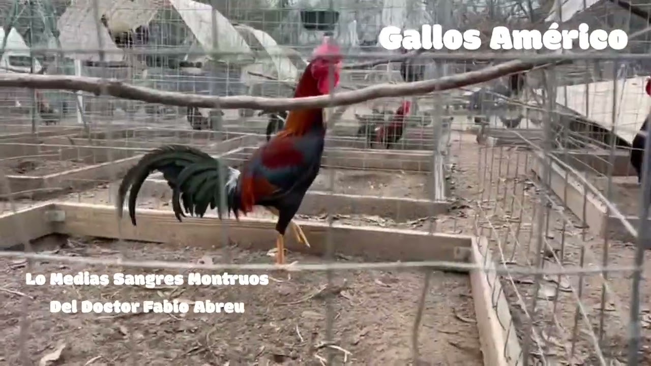 El doctor Fabio Abreu ense&ntilde;a sus media sangre Monstrous
