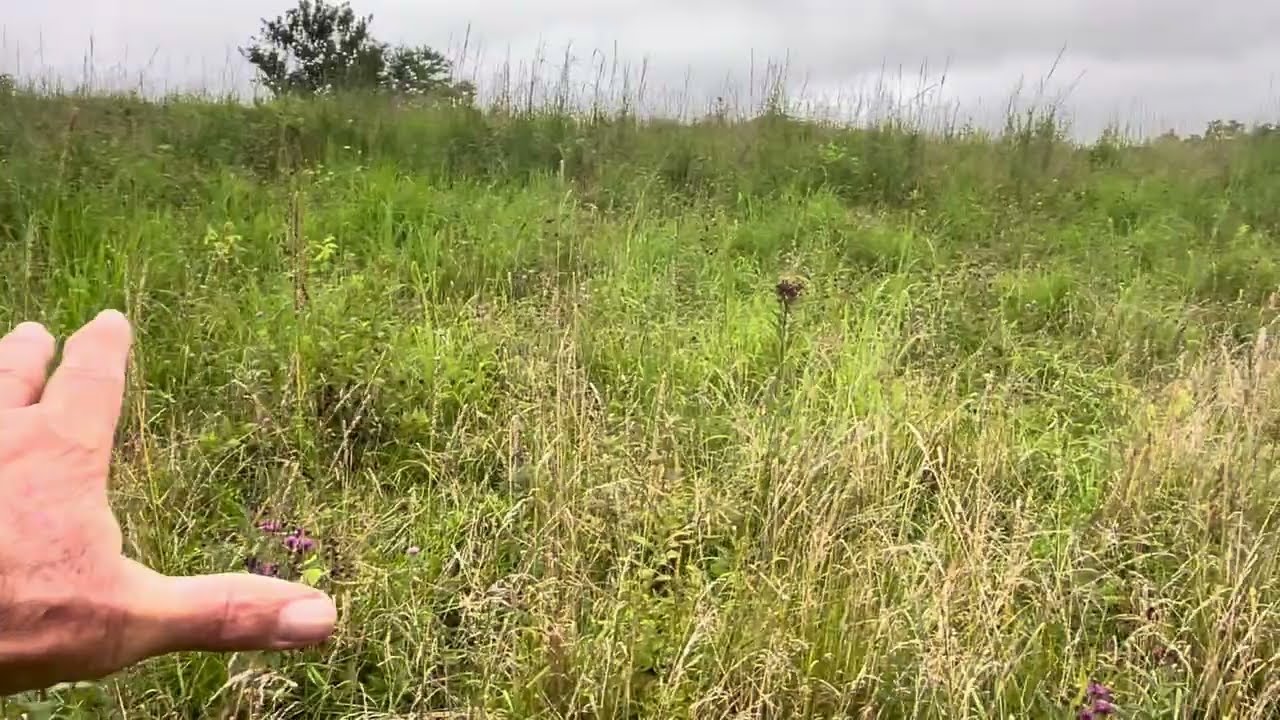 If you want warm season grasses in your pastures, do this!